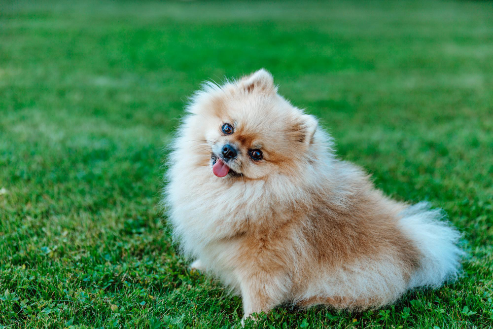 Top 6 Tips For Choosing and Raising Your Pomeranian Puppy | TheAmberPost