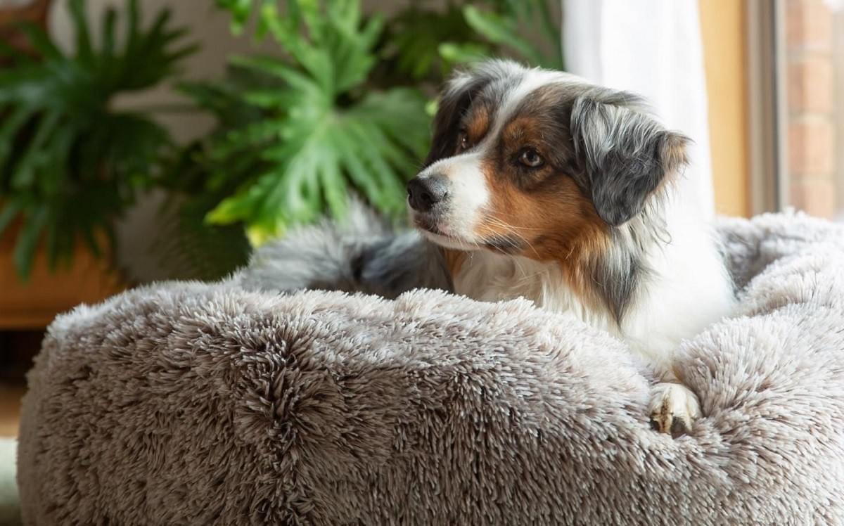 Calming Dog Beds: Help Your Furry Pal Stay Calm and Rel...