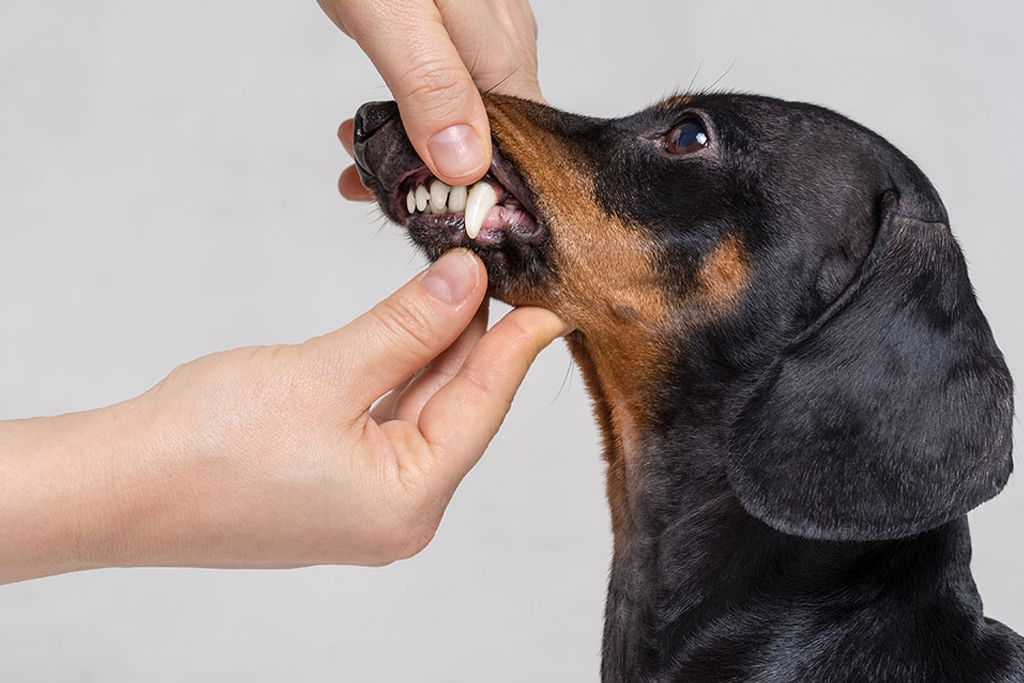 Animal Dental Care at Los Angeles Veterinary Hospital | Canine Dentist