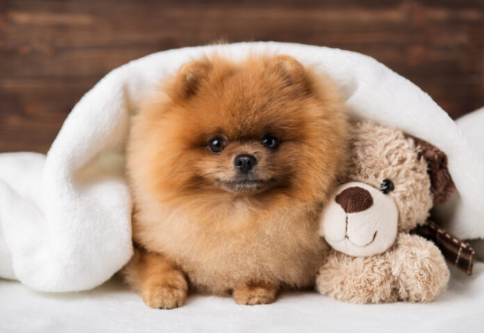 Things to Consider Before Buying a Pomeranian Puppy | Medium Blog
