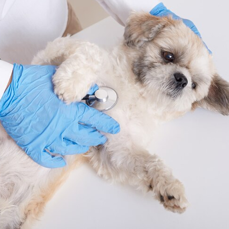 Low Cost Pet Vaccination Los Angeles | BeWell Animal Hospital