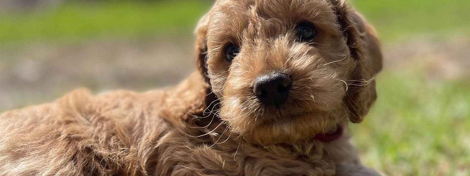 Spoodle Puppies for Sale Melbourne