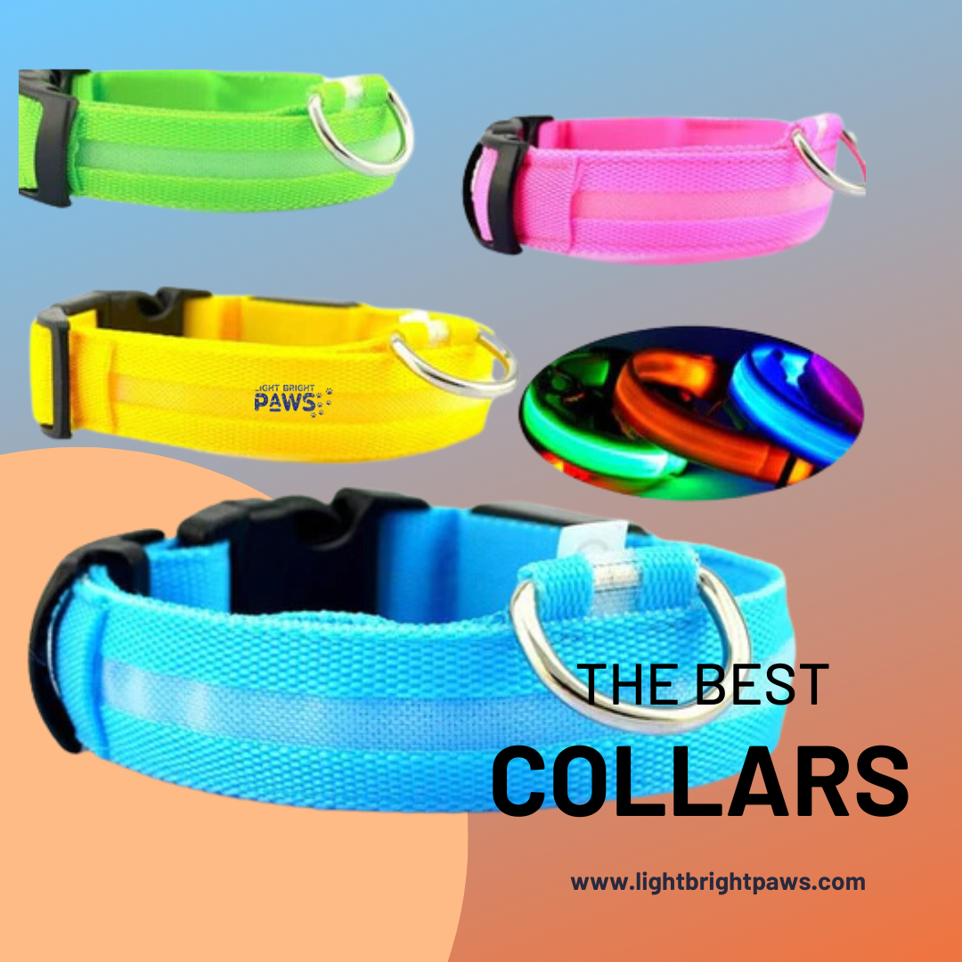 Bring a touch of elegance to the look of your Dog Collars | Zupyak