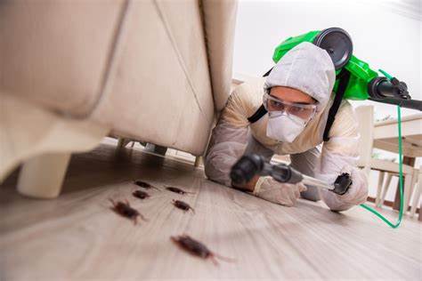 Choosing the Right Pest Removal Solution for Your Home