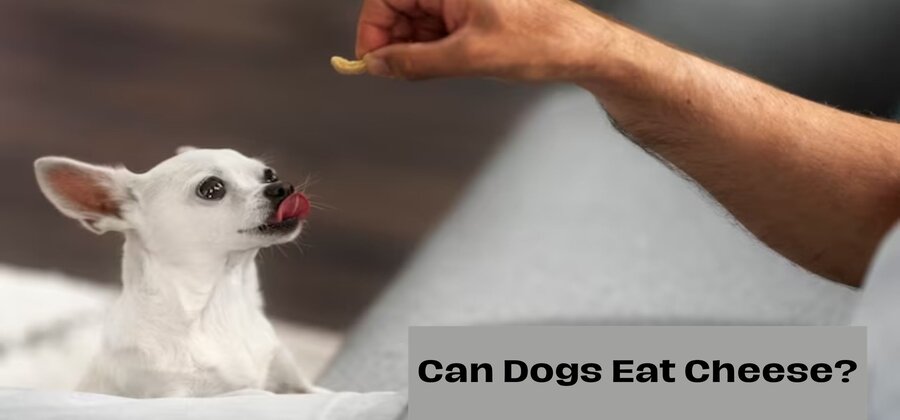 Can Dogs Eat Cheese | Benefits and Risk