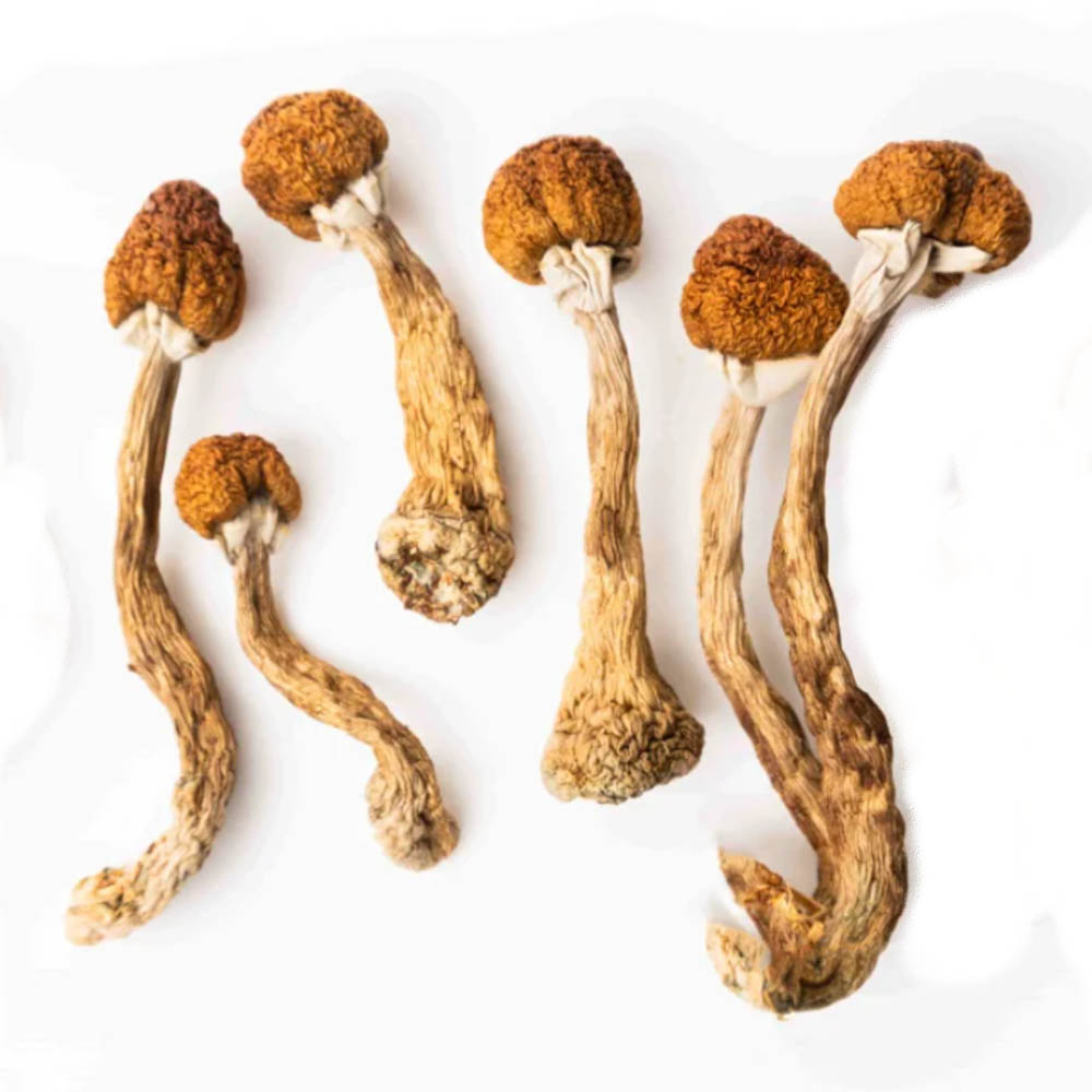 Oak Ridge Magic Mushrooms - Magic Mushrooms Canada