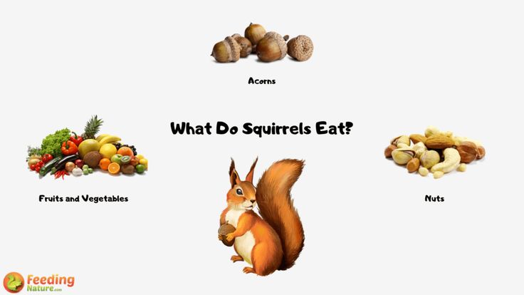 Popular Squirrel Foods