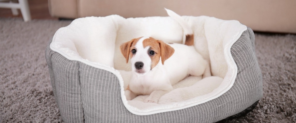 Cosy and Comfortable: What are the Best Beds for Small Dogs? – Covering All Things