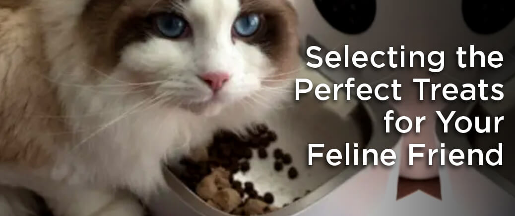 Selecting the Perfect Treats for Your Feline Friend | TheAmberPost