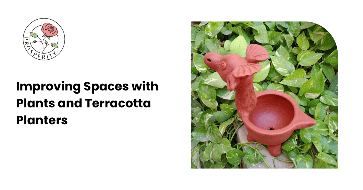 Improving Spaces with Perfect Plants and Terracotta Planters  – Prosperitymirra