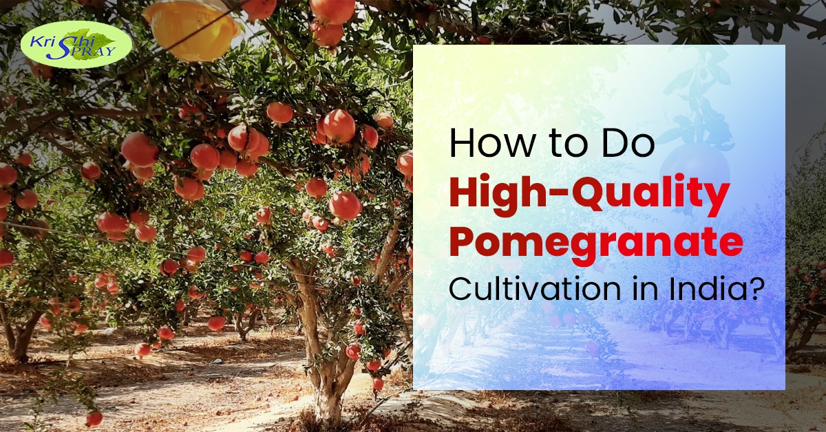 How to Do High Quality Pomegranate Cultivation in India?