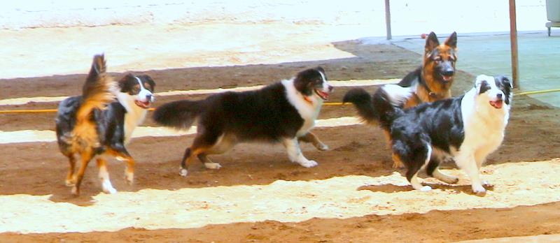The Importance of having fun with your dog by Jebel K9