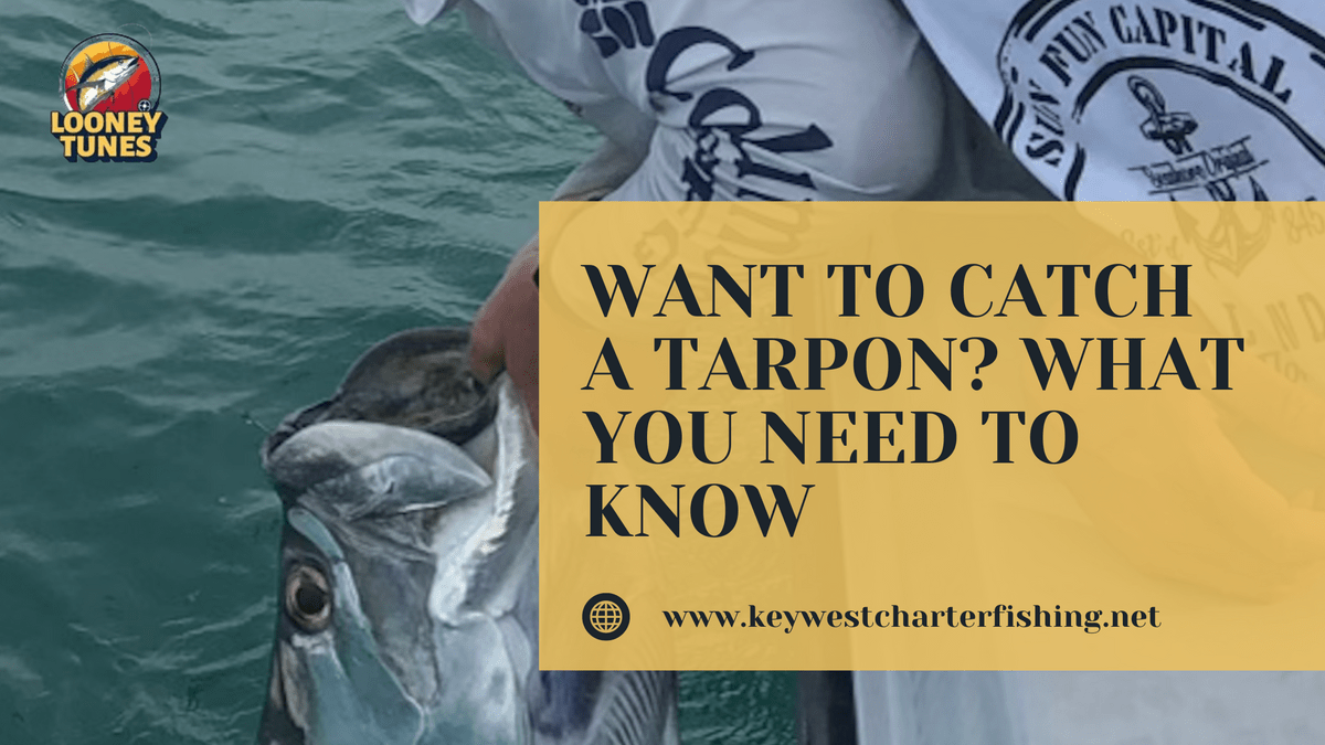 Want to Catch a Tarpon? What You Need to Know - Charter...