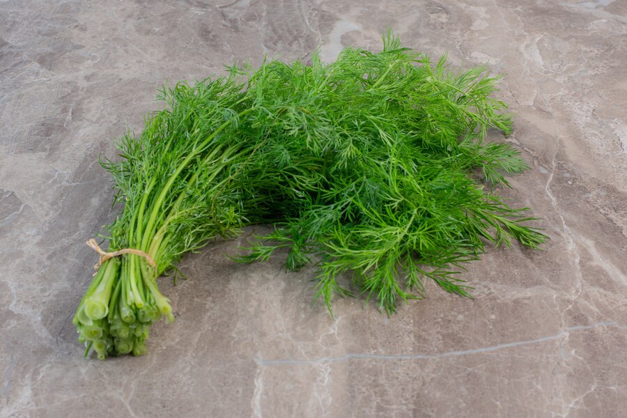 How to Grow Dill?