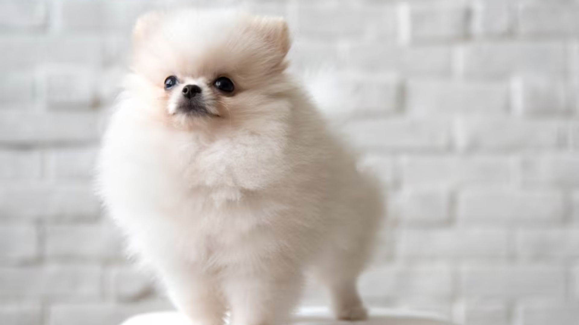 The Adorable Appeal of Available Pomeranian Dog Puppies