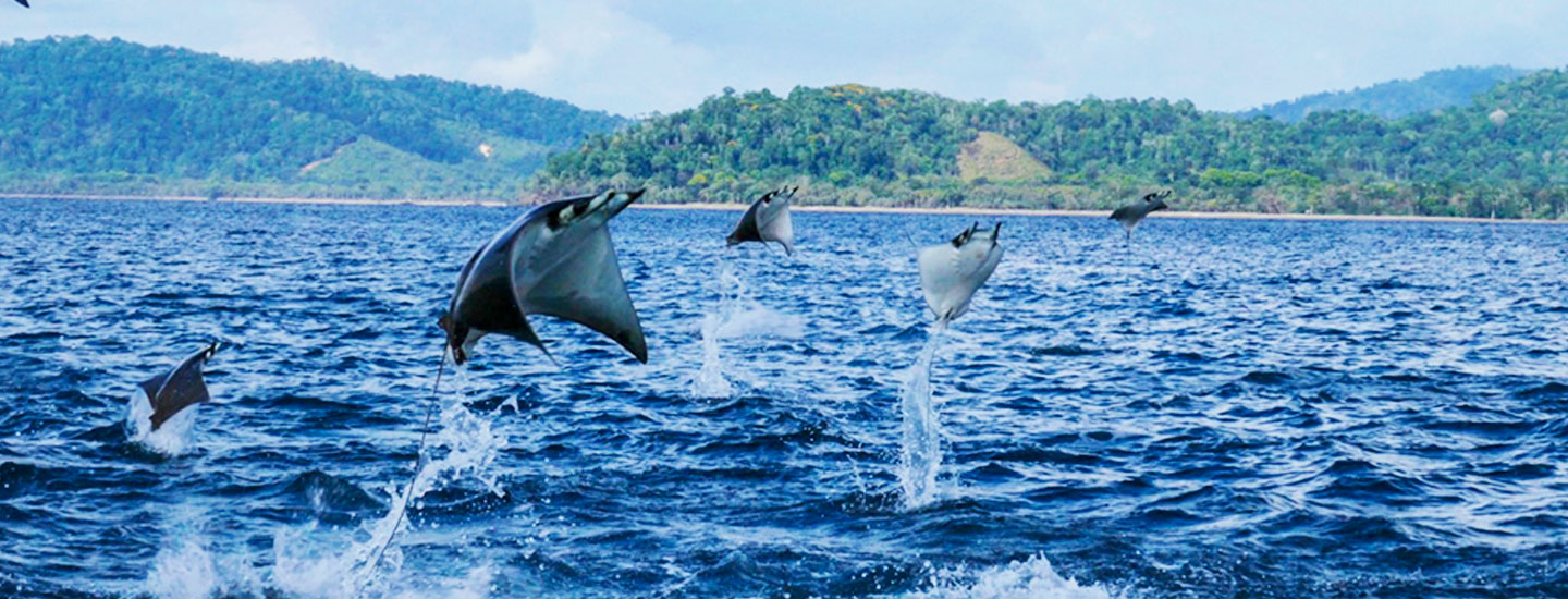 Discover the Best Costa Rica Wildlife Tours & Adventures