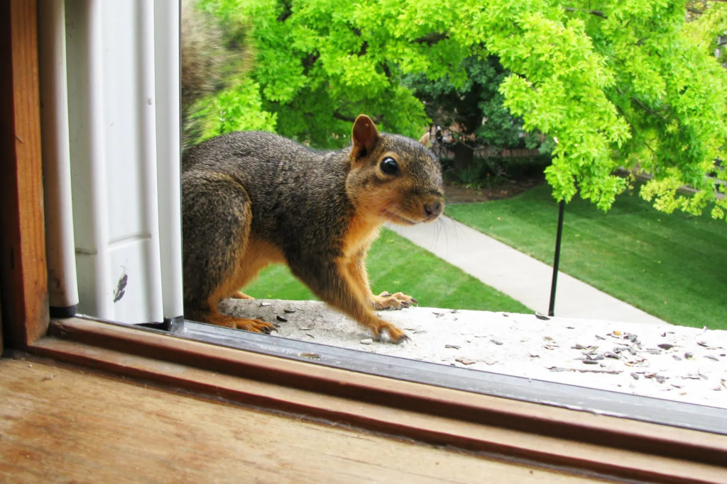 Protect Your Home with Professional Squirrel Removal in Houston - Click To Write