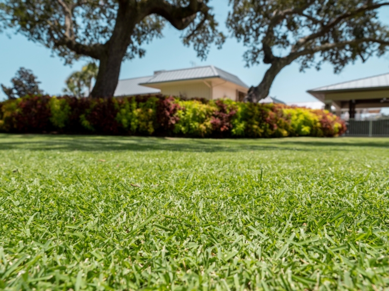 Benefits of selecting Citrazoy Zoysia for Your Lawn | TechPlanet