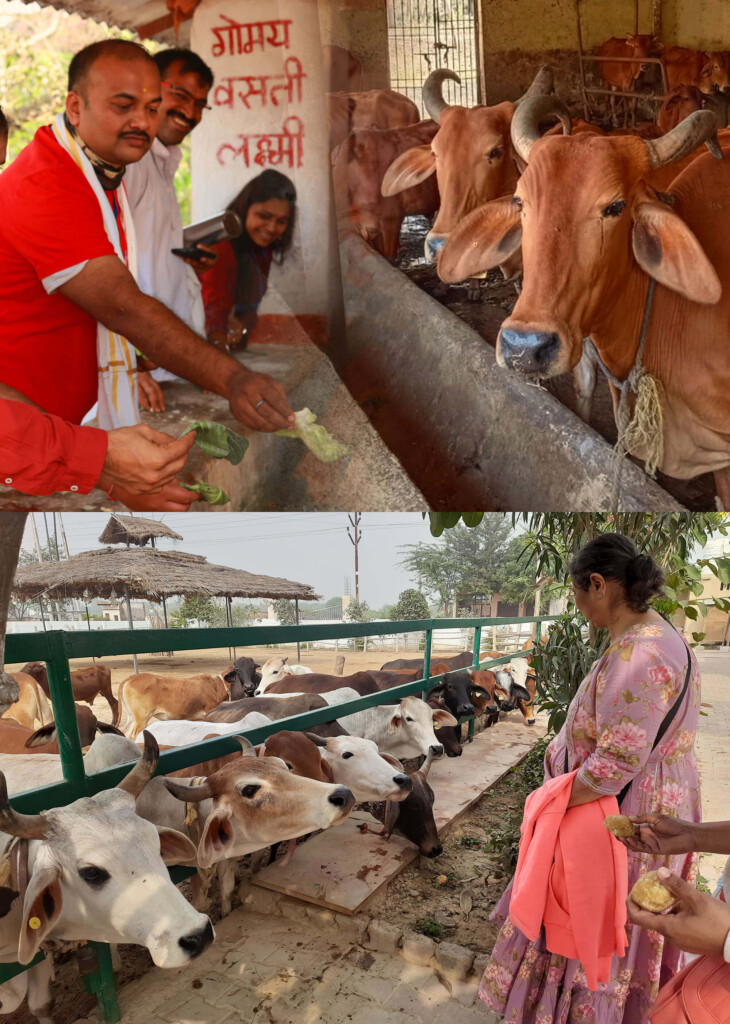Donation for Cow &Gau Seva - Support Gaushalas for a Cause