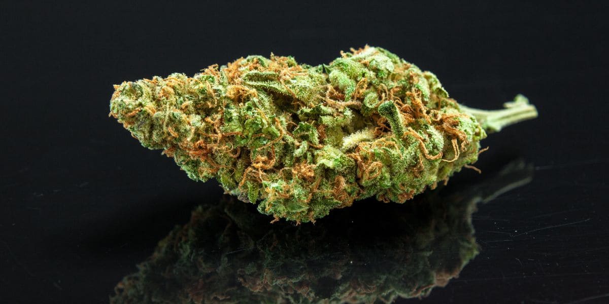 Try Insanely Delicious Weed Strains & Best Bud Delivery in Alliston - WriteUpCafe.com