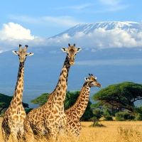 Accommodation reservations | Masai Mara National Reserve