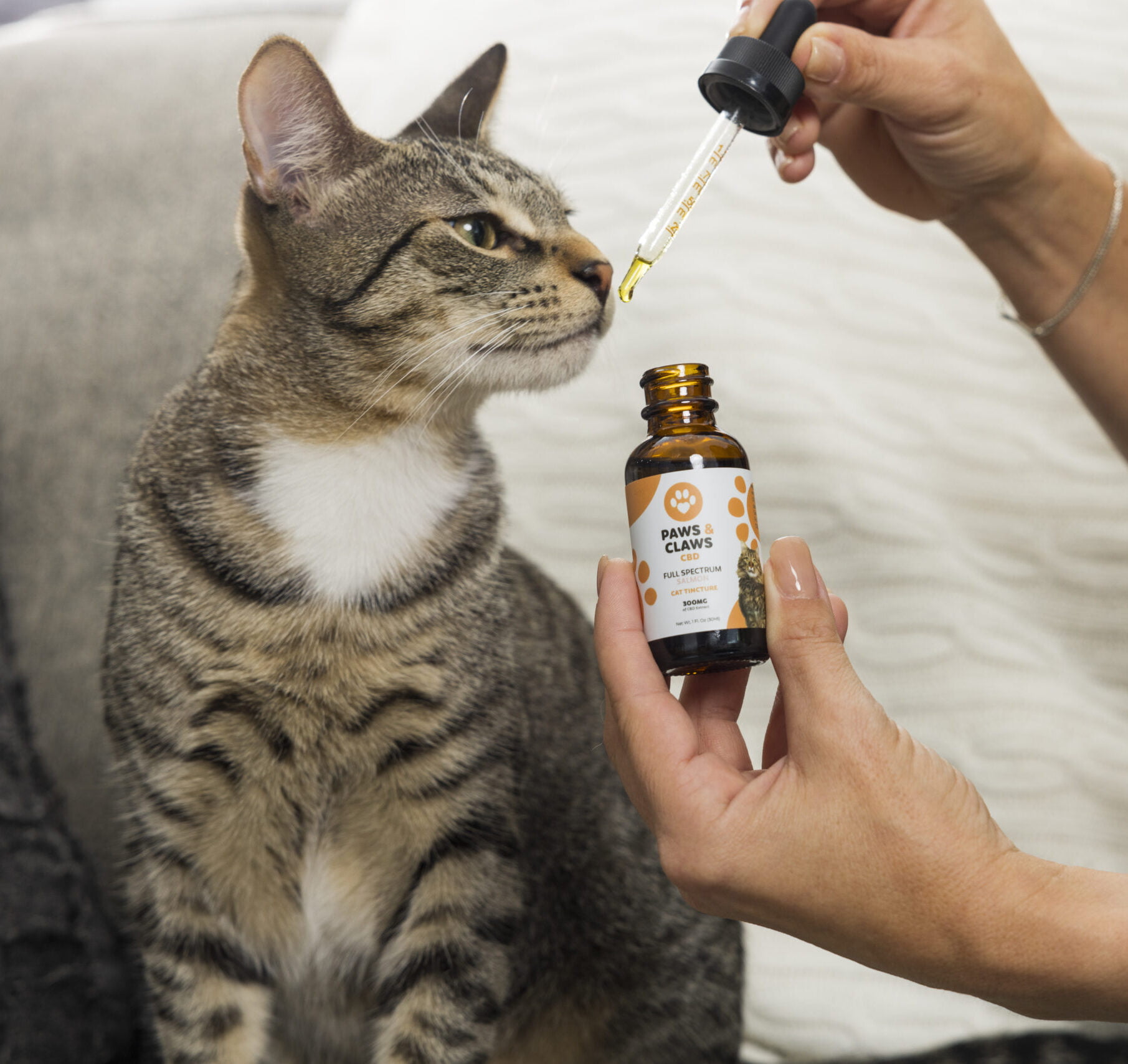 10 Benefits of Incorporating CBD Treats into Your Cat's Routine