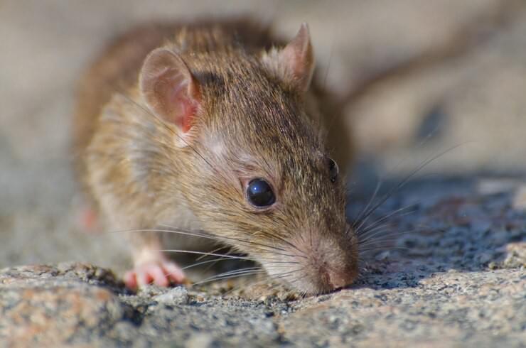 The Hidden Dangers: How Rodent Infestations Increase He...