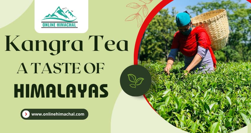 Kangra Tea: A Taste of Flavors from the Himalayas