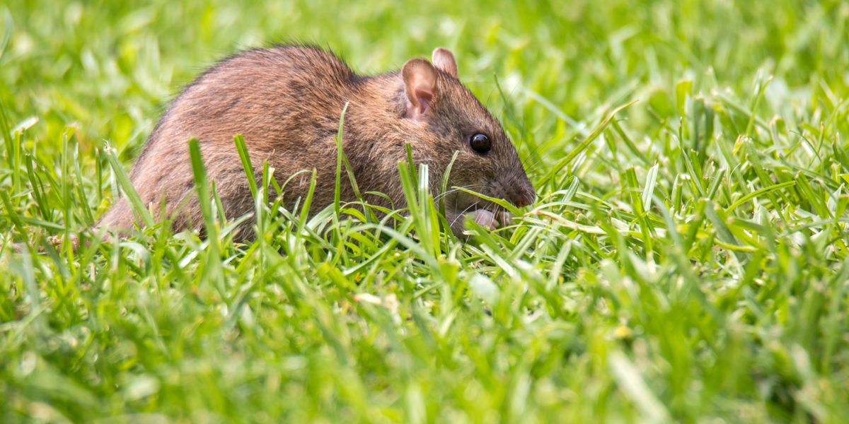 Protect Your Home from Rat Infestations: Expert Rat Removal Services in Houston | BlogUnique