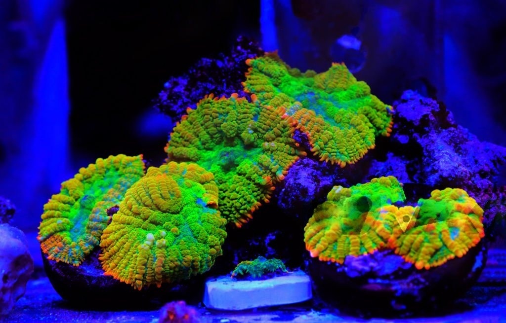 Explore the Marine Creatures and Corals Inside an Aquarium – @candy-corals on Tumblr