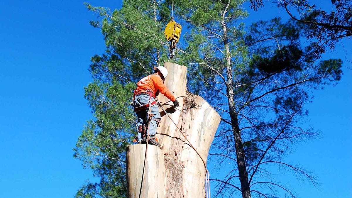 Top Questions to Ask a Dependable Sydney Tree Removals Company Before Hiring Them | by Sydney Side Tree Services | Apr, 2024 | Medium