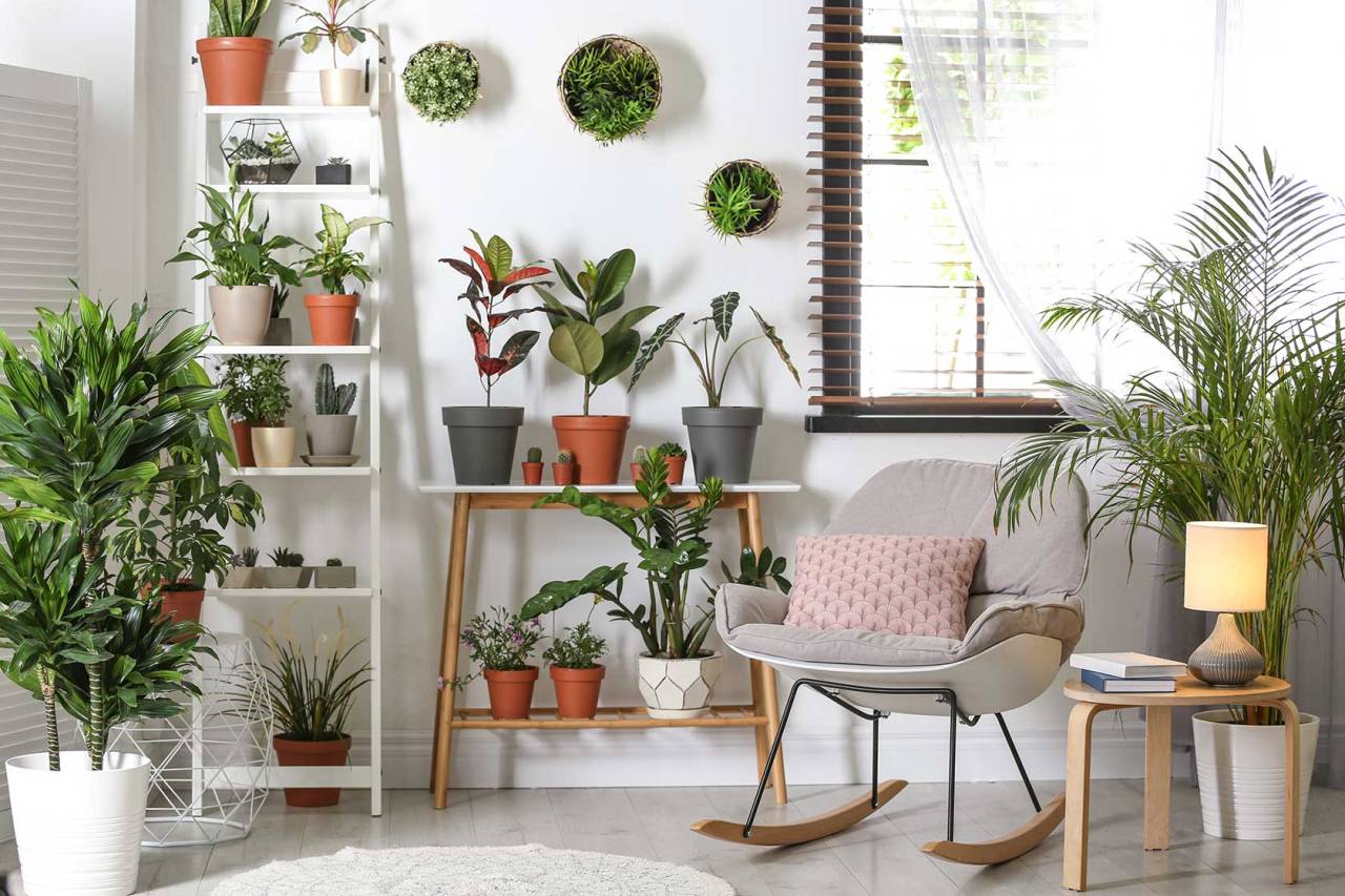 Inscape Indoor Plant Hire — How to Revive Indoor Plants in Melbourne?