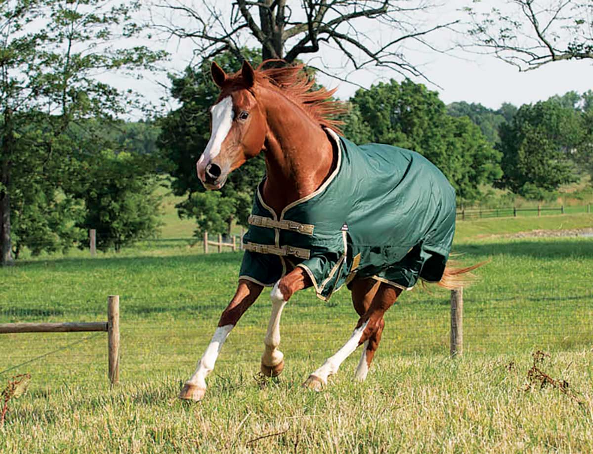 How to Choose the Right Horse Blanket for Comfort and Protection – Australian Flow