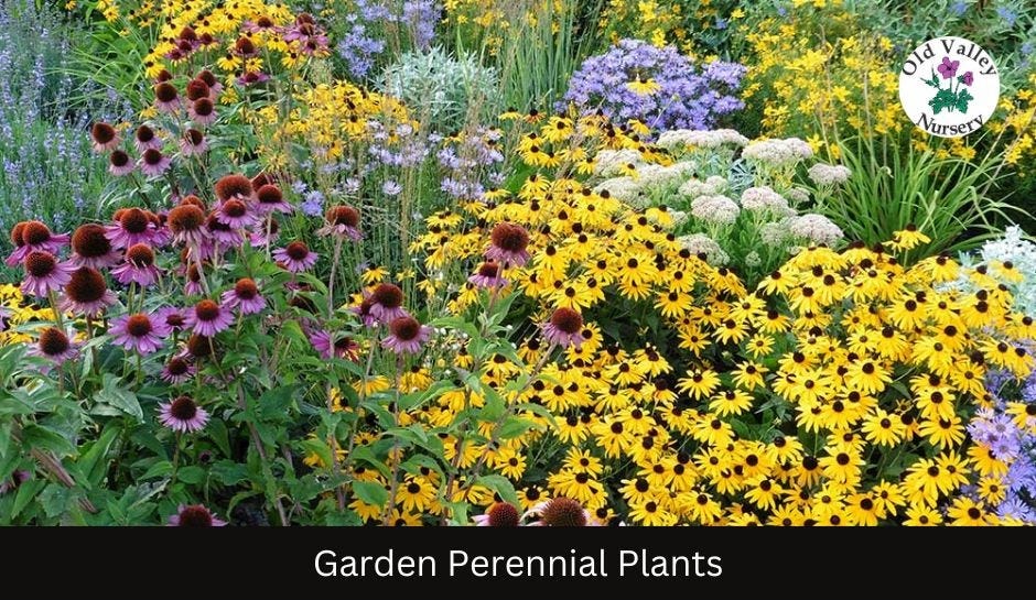 What Are Some Must-Have Garden Perennial Plants?