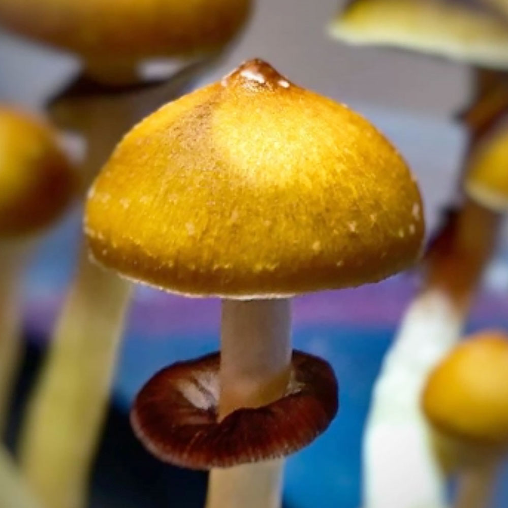 Jedi Mind Fuck Spore Syringe - But Golden Teacher Mushroom Spores for Sale