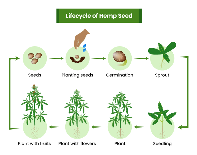 Understanding the Stages of Hemp Growth: A Comprehensive Guide