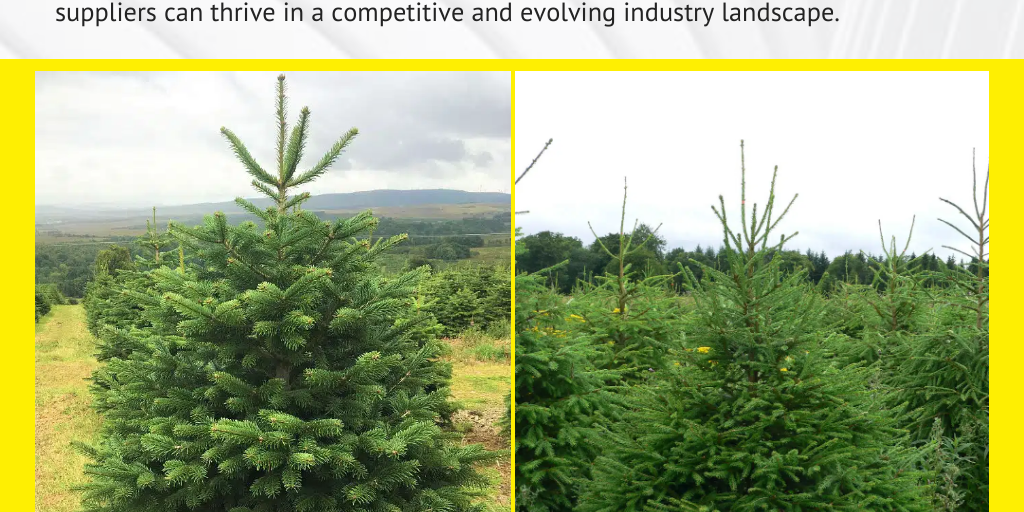 The Growing Demand for Wholesale Natural Christmas Trees by countrybusines - Infogram