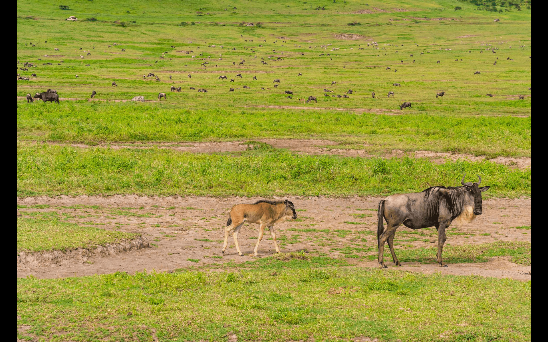 Discovering the Wild: Serengeti National Park Tour Packages from India | TheAmberPost