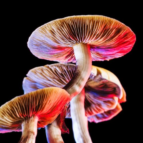 Mushroom SporeStore Cover Image