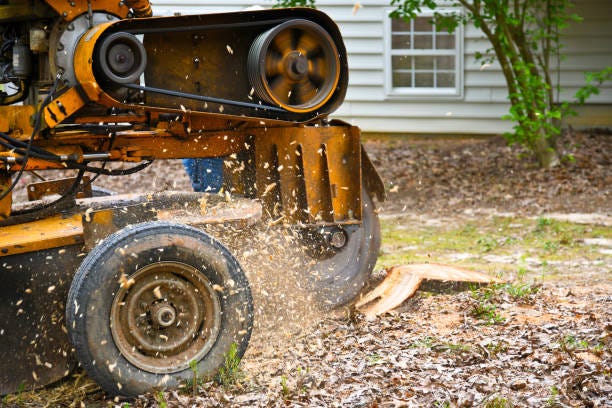 Book For the Best Tree Stump Removal Sydney Service Today | by Sydney Side Tree Services | May, 2024 | Medium