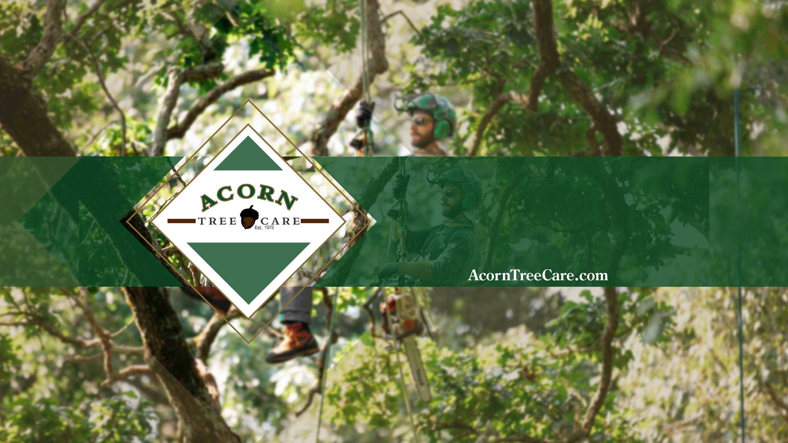 Acorn Tree Care Cover Image