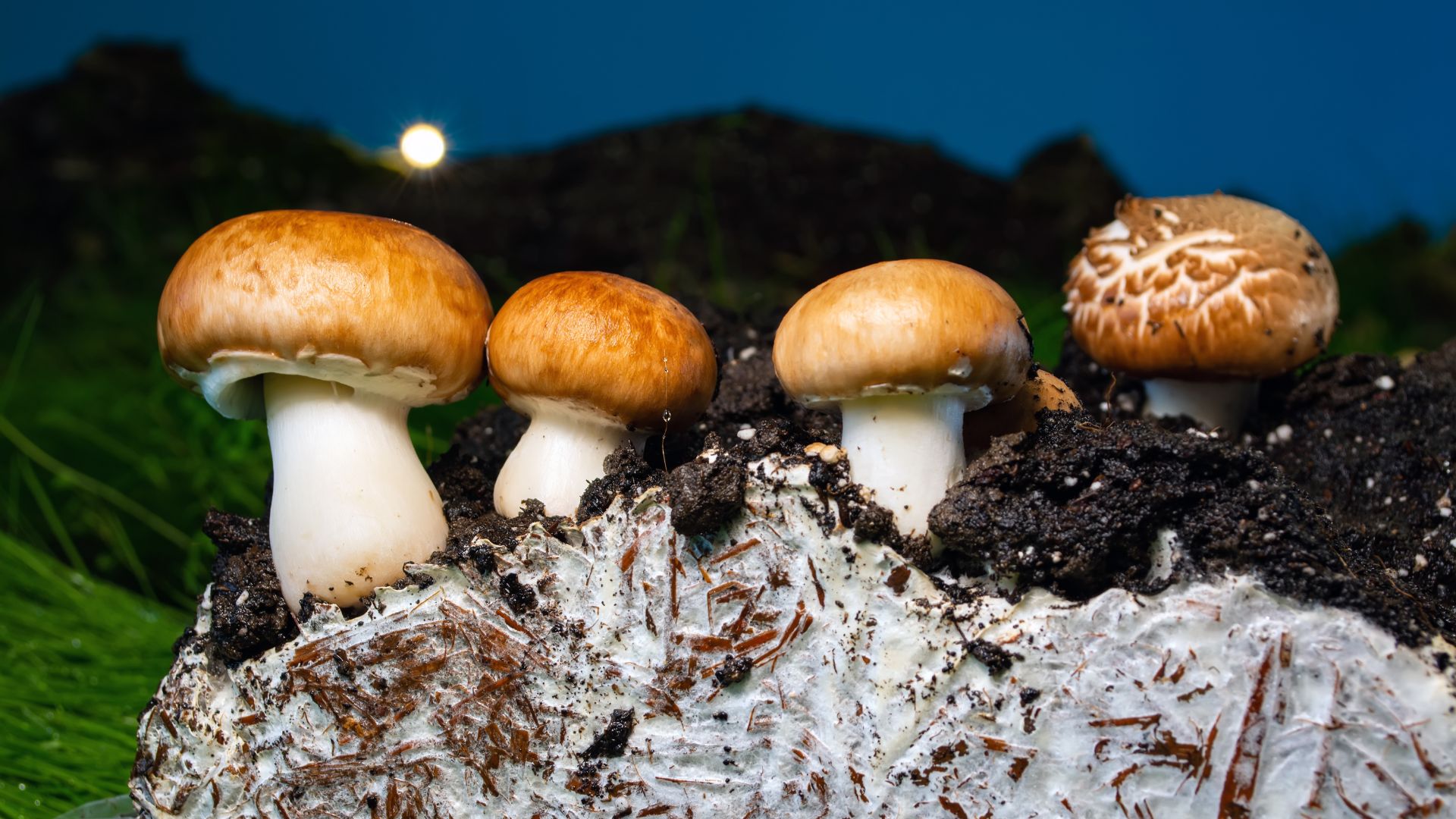 Quality Mushroom Spores Online - Quality Spores