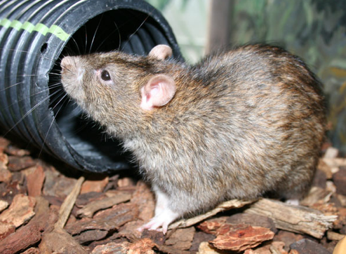 Expert Rat Removal Services in Atlanta | Urban Wildlife Control