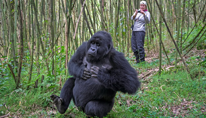 Top Tips for an Unforgettable Gorilla Trekking Safari in Rwanda | TheAmberPost
