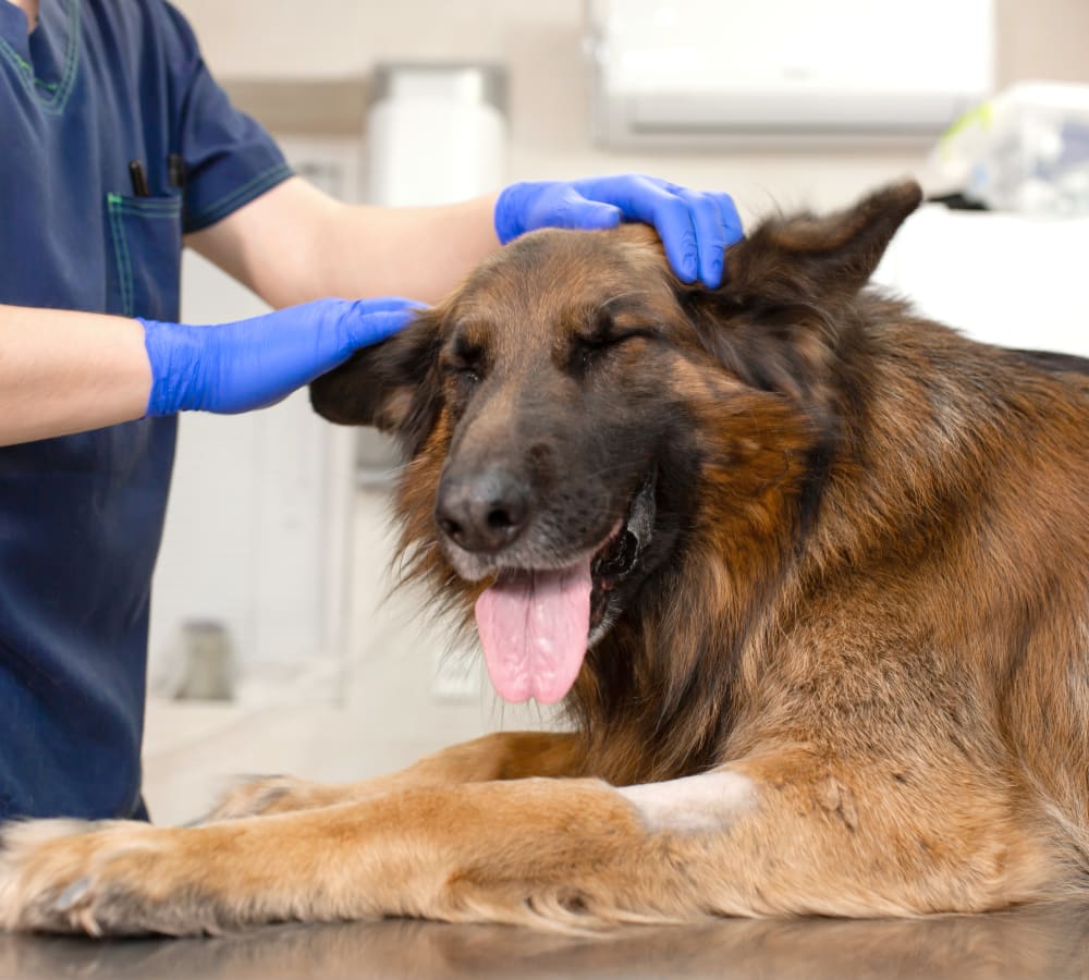 North Florida Animal Hospitalization : Caring for Your Pets