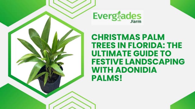 Christmas Palm Trees in Florida The Ultimate Guide to Festive Landscaping with Adonidia Palms! | PPT