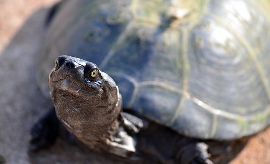 Reptile vet Singapore, Lizard vet Singapore