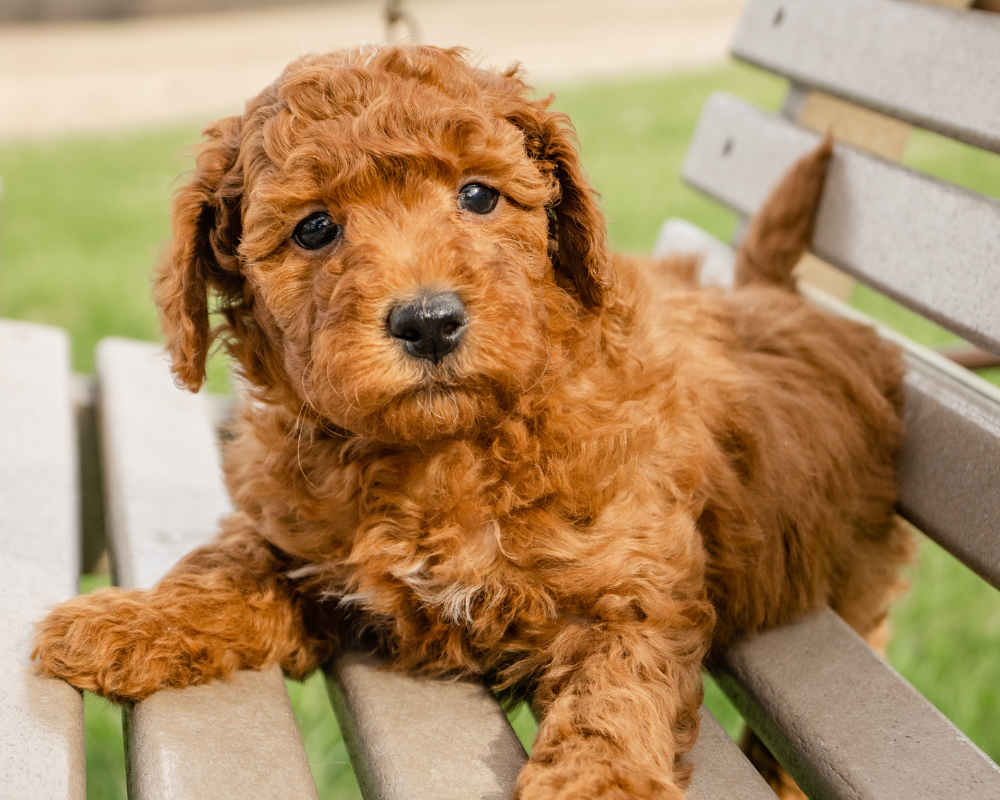 Tips for Finding Your Furry Friend in Goldendoodles