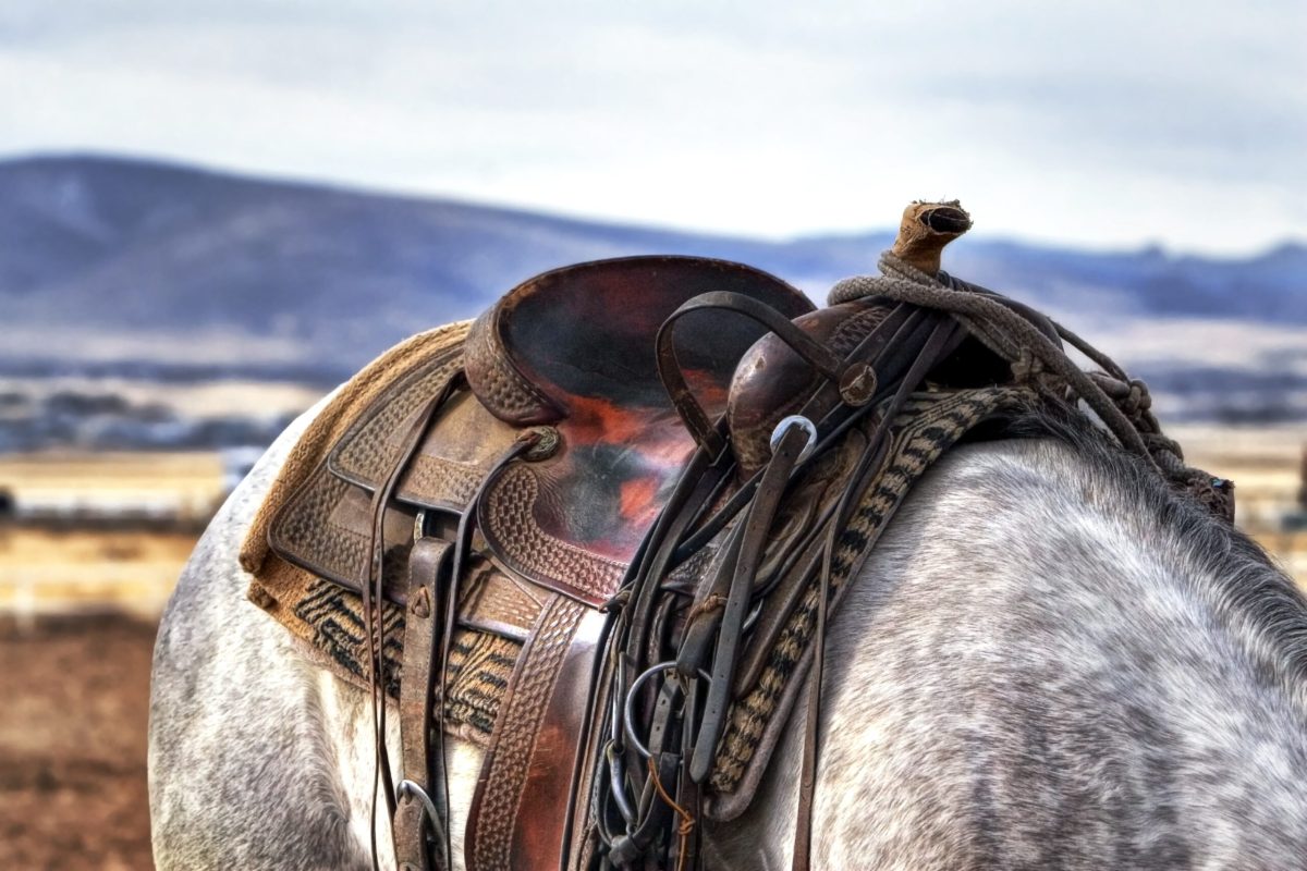 A Beginner’s Guide to Choosing Horse Saddles – Mason'sNews