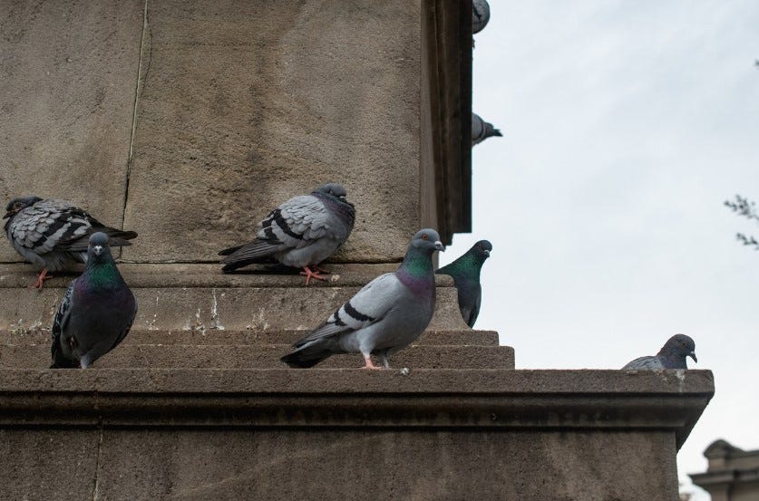 Keeping Your Property Safe: Effective Pigeon Control Services in Berkshire | by FULL GUARD PEST CONTROL LTD | May, 2024 | Medium